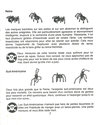 Arachnophobie Atari instructions