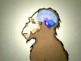 Monkey Brain