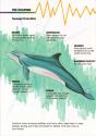 Dolphin Atari instructions