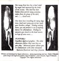 Evilution Atari disk scan