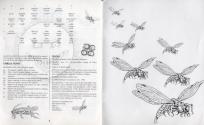 Insects in Space Atari instructions