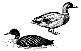Clip Art Disk 04 - Bikes and Birds atari screenshot