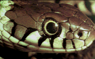 Spectrum-Slideshow atari screenshot